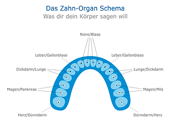 Bezug Zähne–Organe